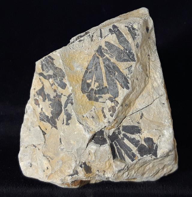 Ginkgo huttoni (STERNBERG in HEER 1876) - Bild &copy; FossNet FossilienStore